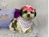PoulaTo: Shih Tzu κουτάβια